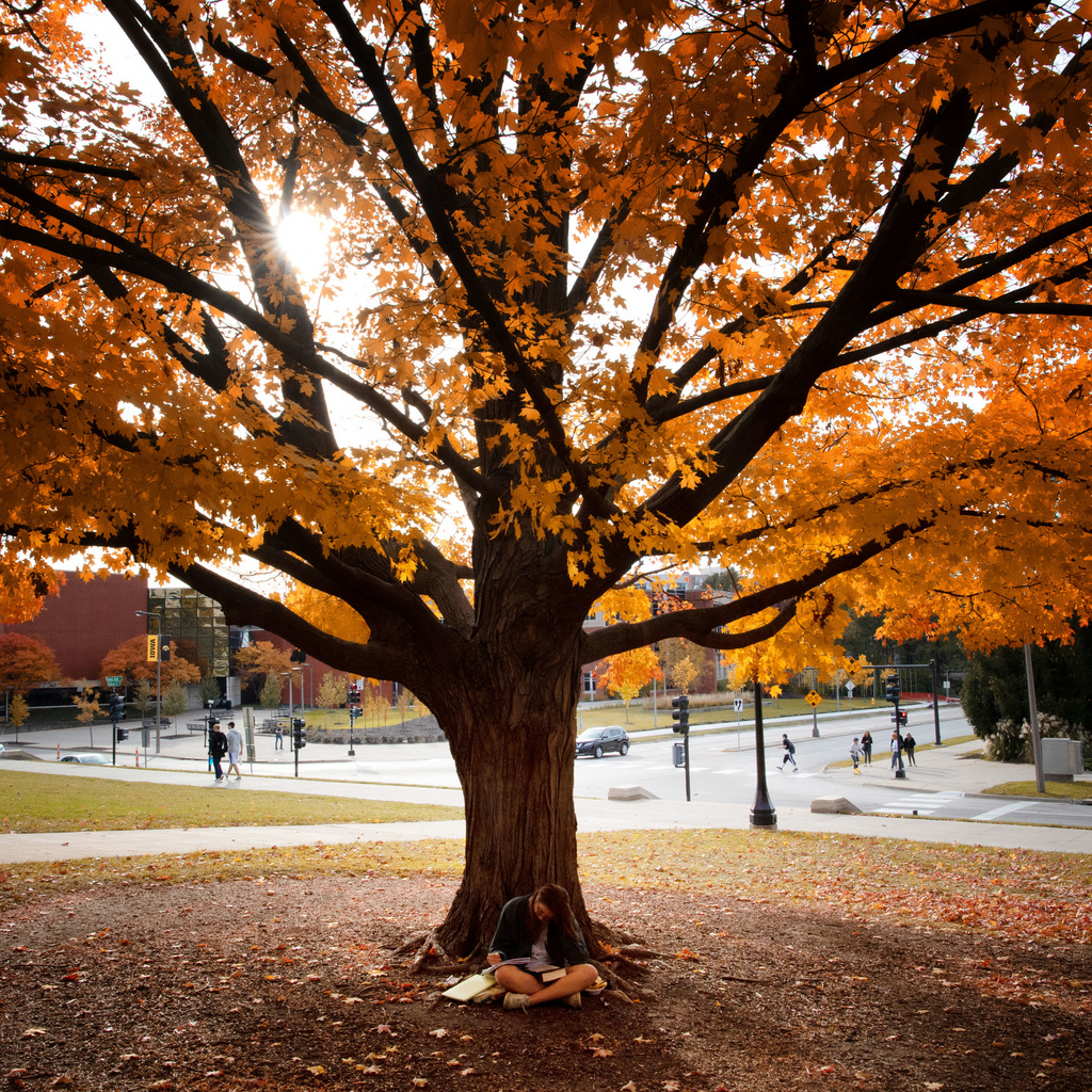 student studying under fall tree
