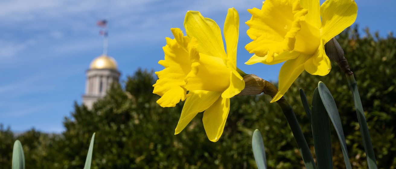 Pentacrest Daffodils