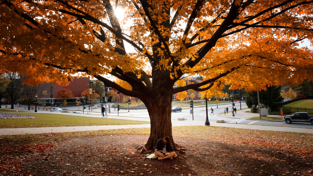 student studying under fall tree